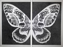 Hybrid Pearl Butterfly on Black
