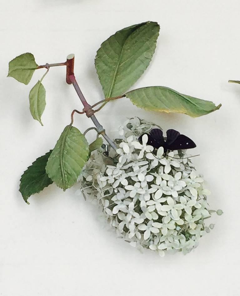 Carmen Almon Still-Life Sculpture - White Moth Hydrangea with Black Butterfly