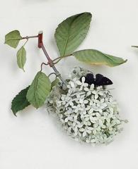 White Moth Hydrangea with Black Butterfly