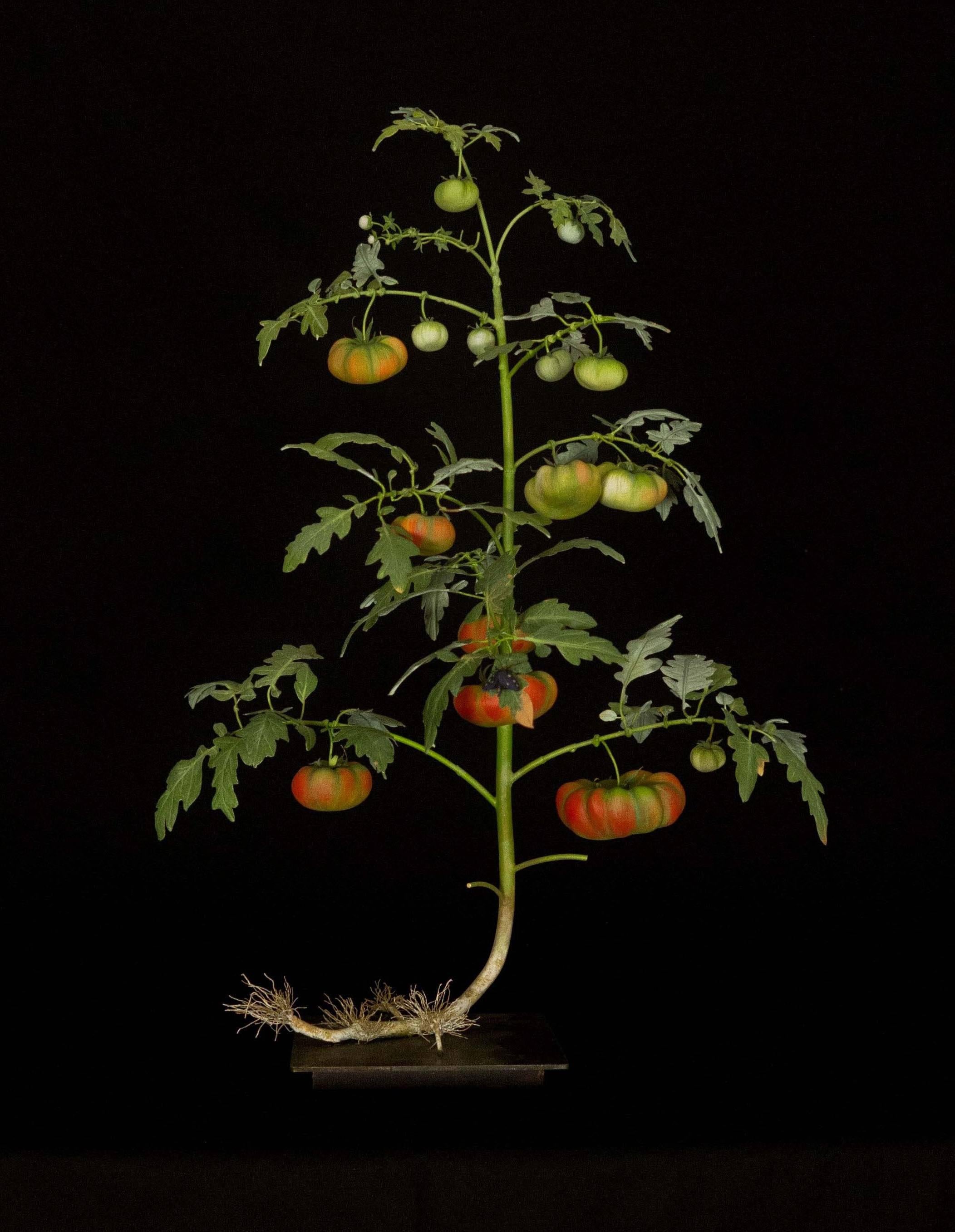 Tomato Plant with Syntomide - Sculpture by Carmen Almon
