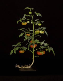Tomato Plant with Syntomide