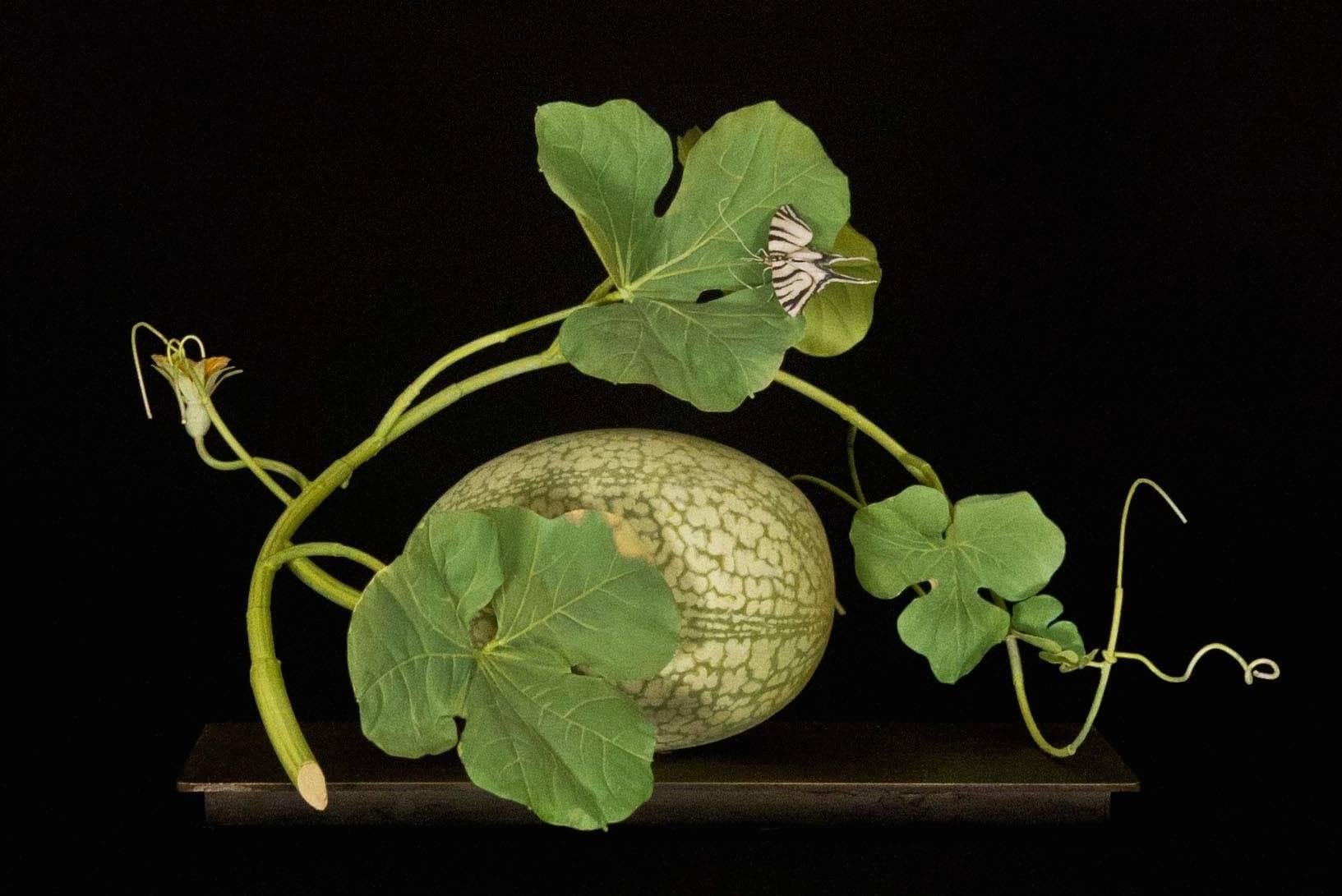 Spotted Melon with White Swallow Tail - Sculpture by Carmen Almon
