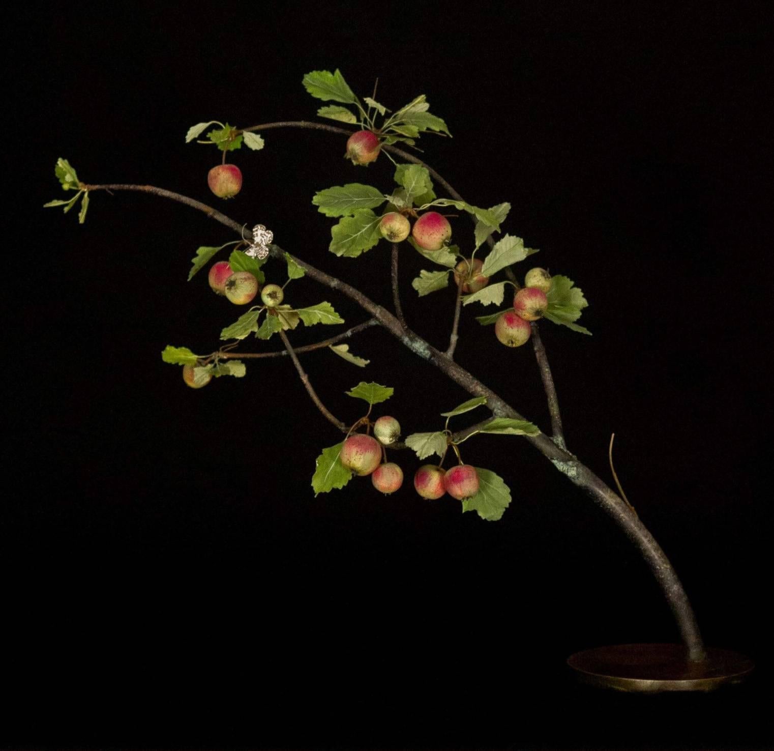 Crabapple Branch with Hastata - Sculpture by Carmen Almon