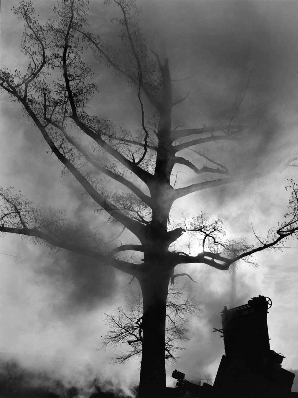 Debbie Fleming Caffery Black and White Photograph - Cypress Tree
