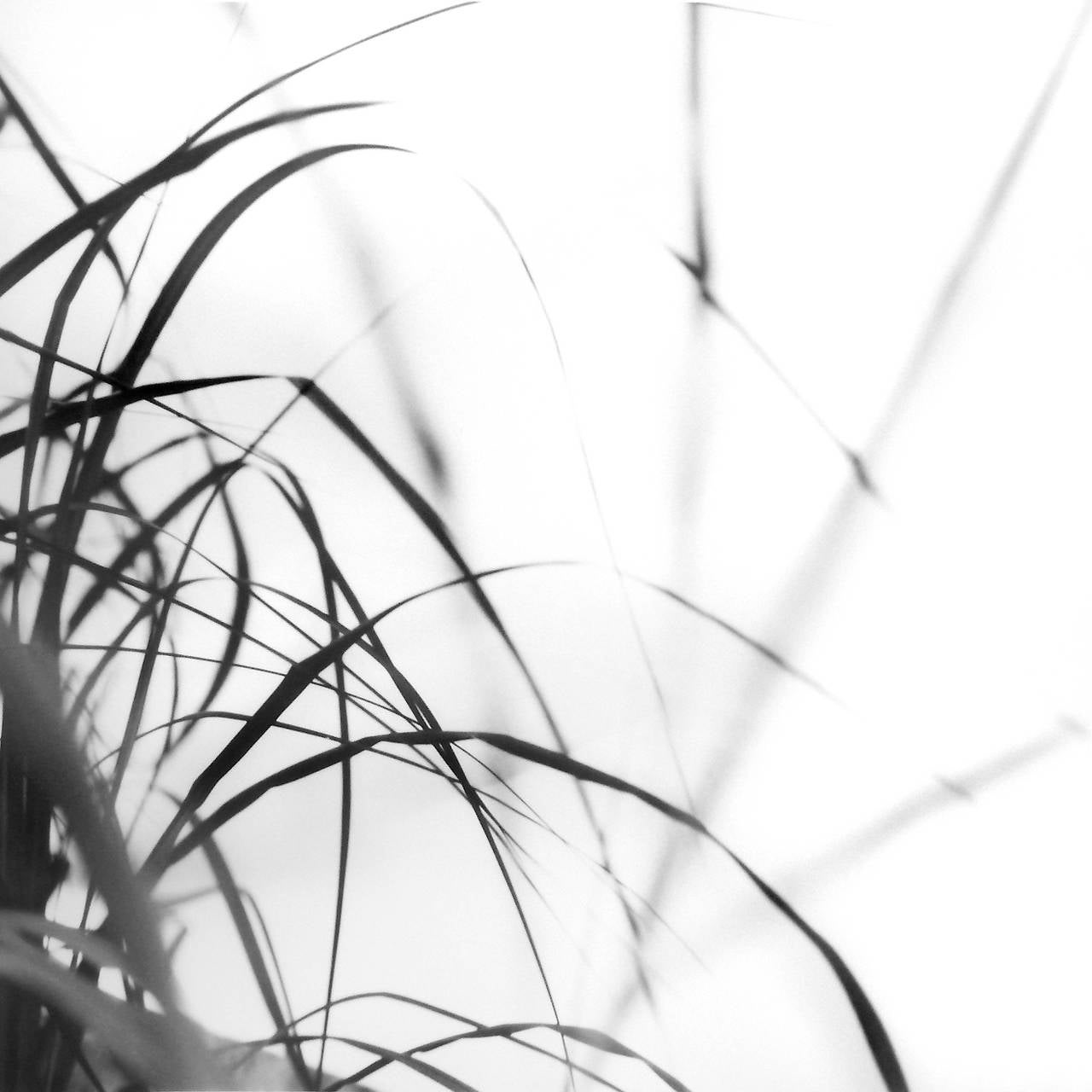 Jan Tyniec Black and White Photograph - True Grass (362434.1C.11)