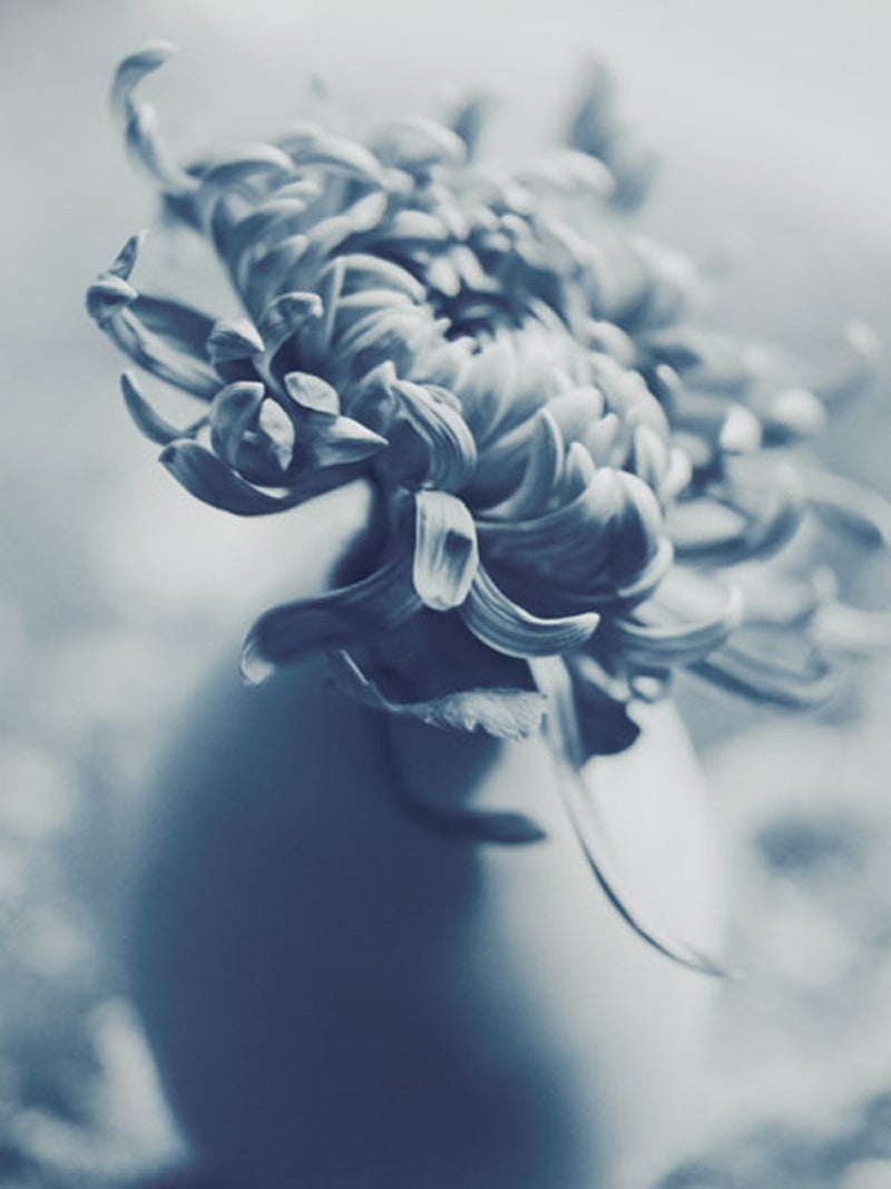 Don Freeman Black and White Photograph - Chrysanthemum