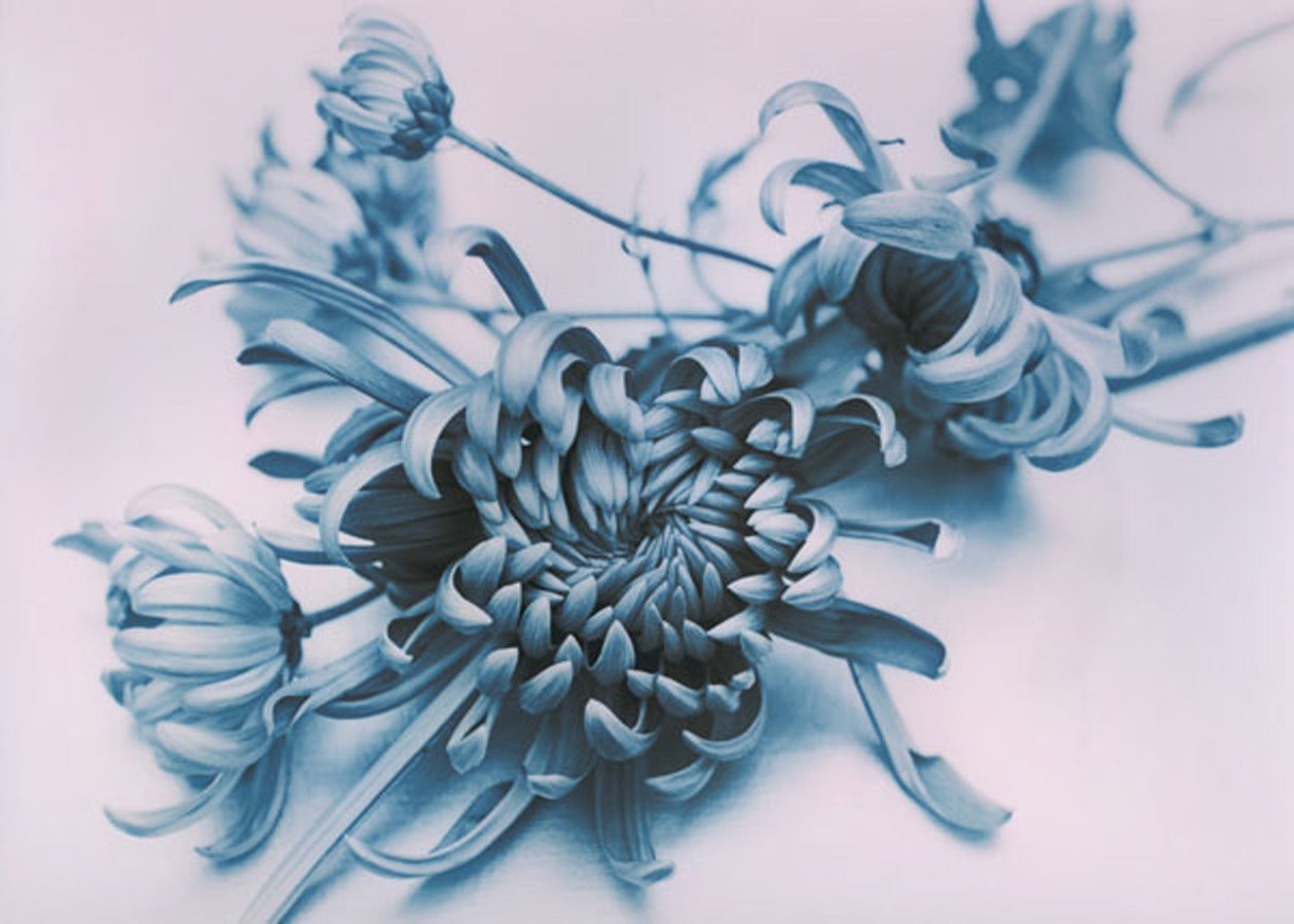 Don Freeman Still-Life Photograph - Chrysanthemum