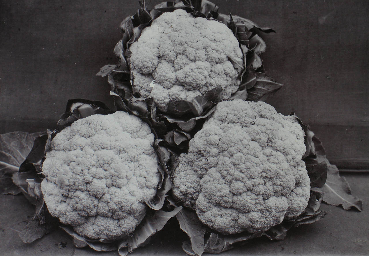 Broccoli - Photograph by Charles Jones (b.1866)