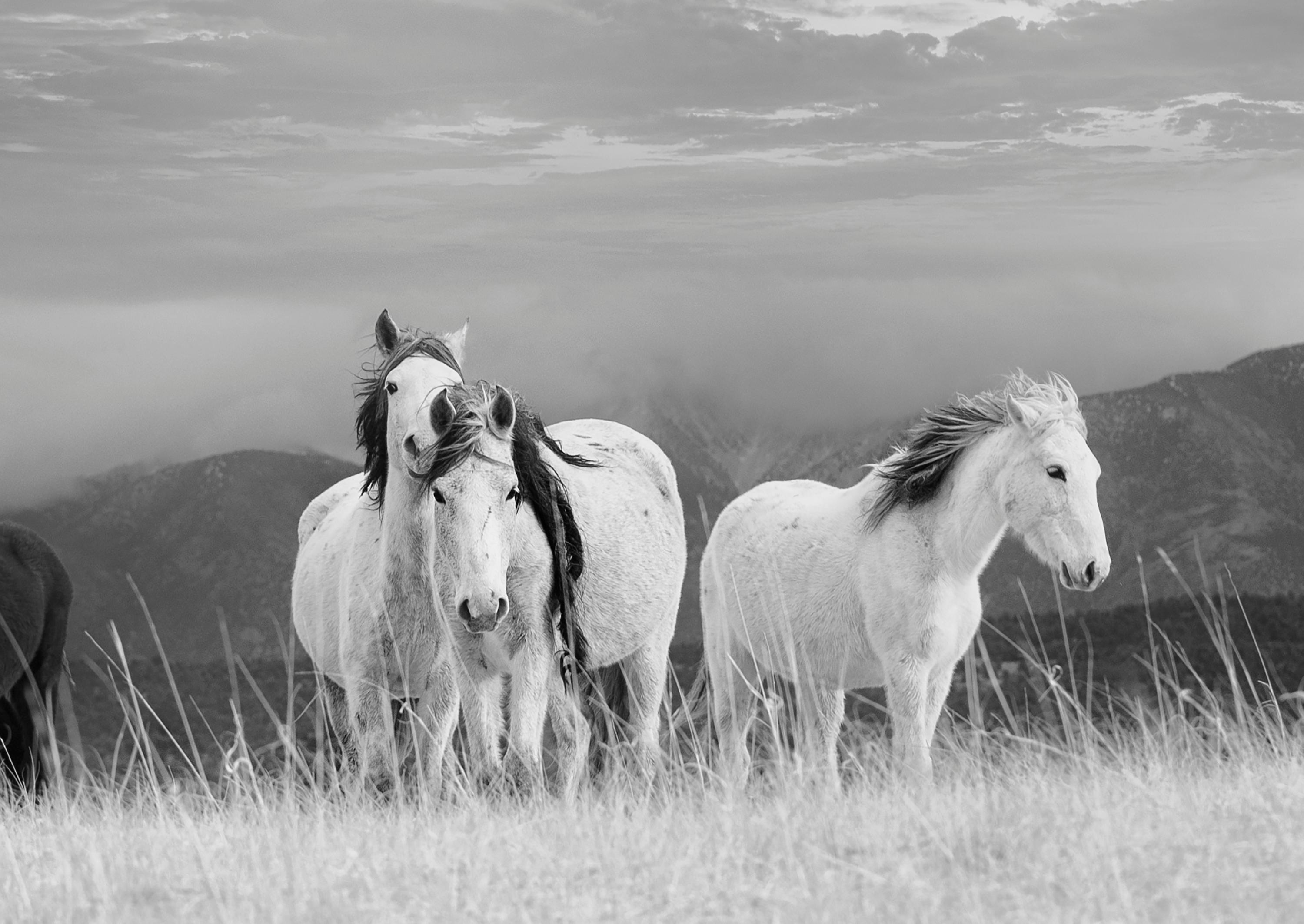This is a contemporary black and white photograph of a American Wild Mustangs. 
