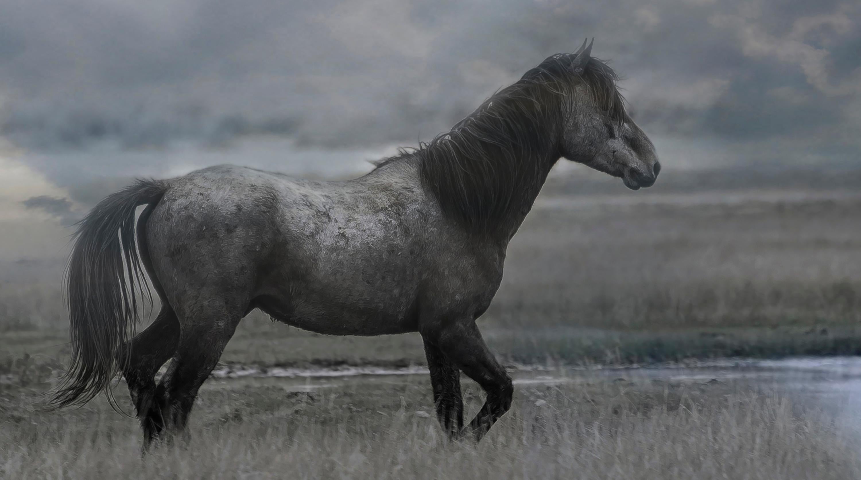 Once Upon a Time in the West - 30x20  Contemporary  Photography of Wild Horses - Gray Landscape Photograph by Shane Russeck