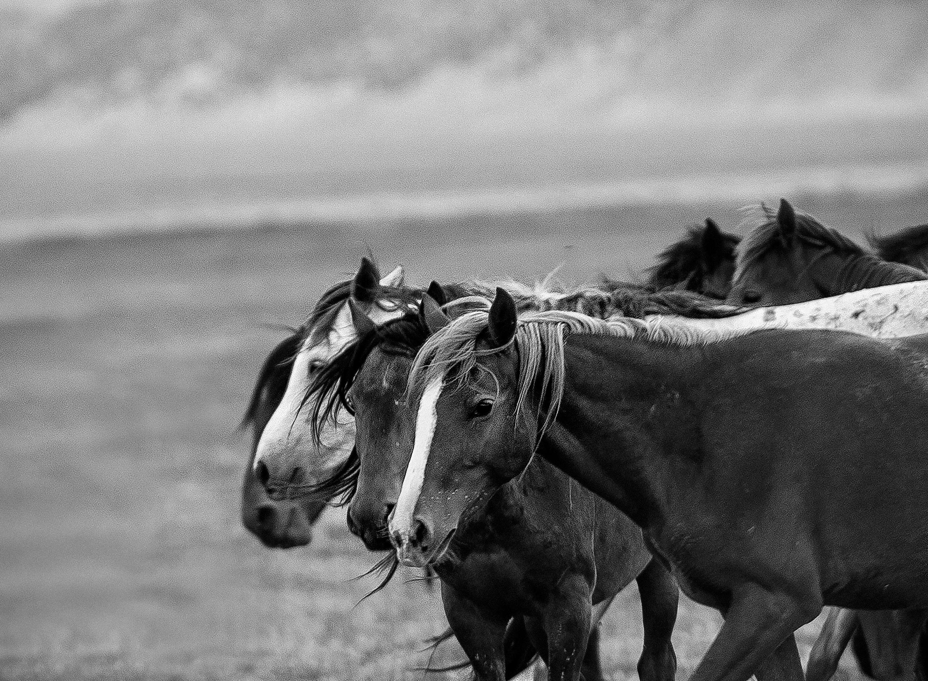 Shane Russeck Landscape Photograph - un·tam·a·ble - 40x60  Contemporary  Photography of Wild Horses