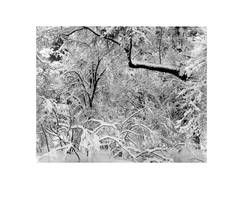 Fresh Snow, Yosemite Valley, California