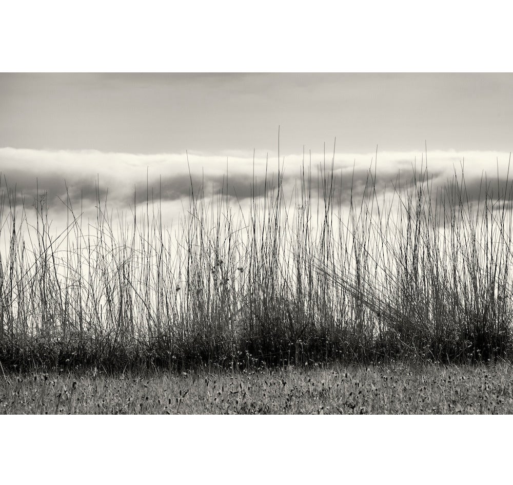 Cara Weston Landscape Photograph - Grasses and Fog, Big Sur