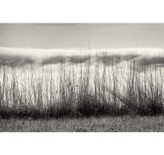 Grasses and Fog, Big Sur