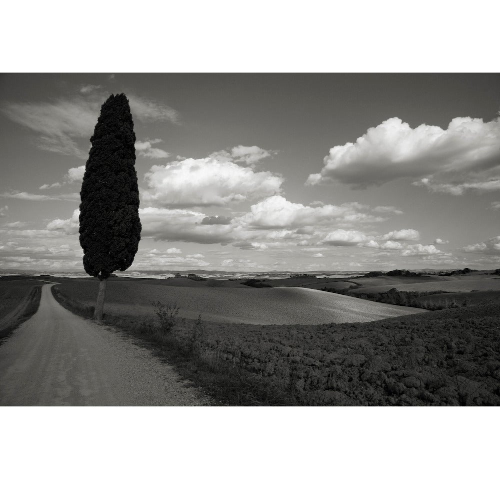 Cara Weston Landscape Photograph - Lone Tree, Italy