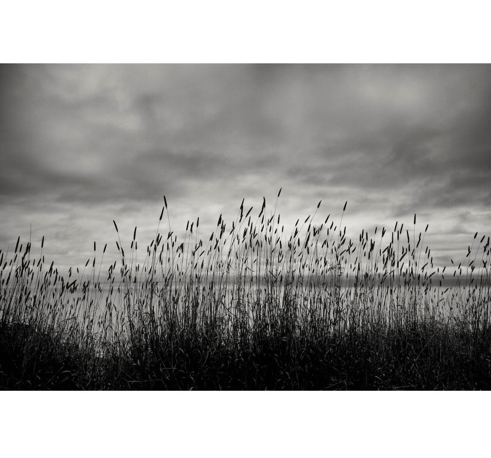 Cara Weston Landscape Photograph - Reeds and Evening Sky, Big Sur