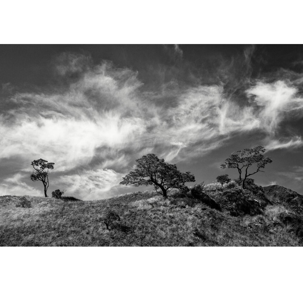 Cara Weston Landscape Photograph - Three Trees and Clouds, Hawaii