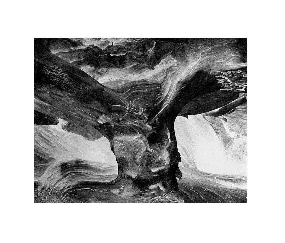 Wynn Bullock Abstract Photograph - Tree Trunk ~ Negative Print