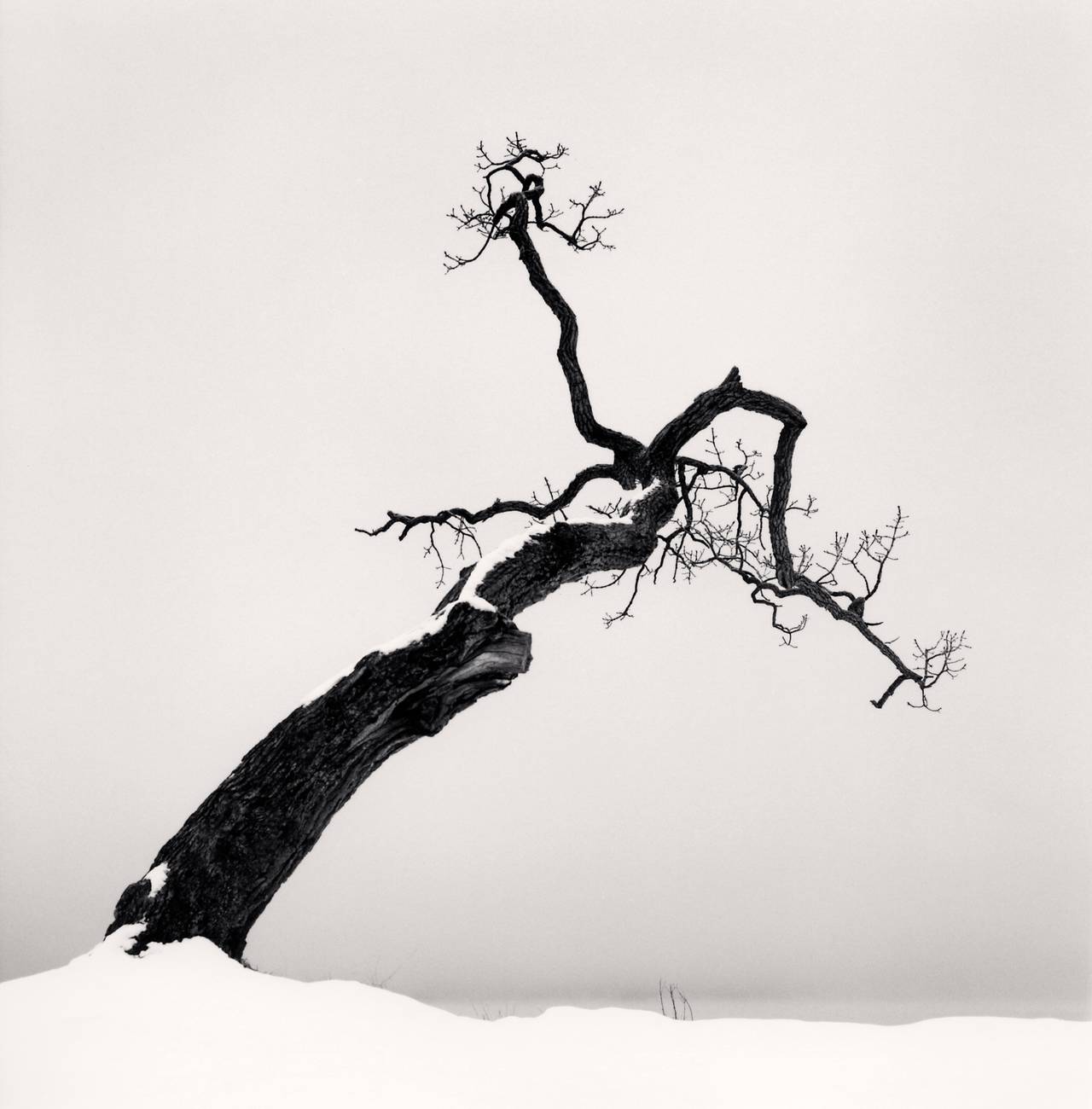 Michael Kenna Black and White Photograph - Kussharo Lake Tree, Study 4, Kotan, Hokkaido