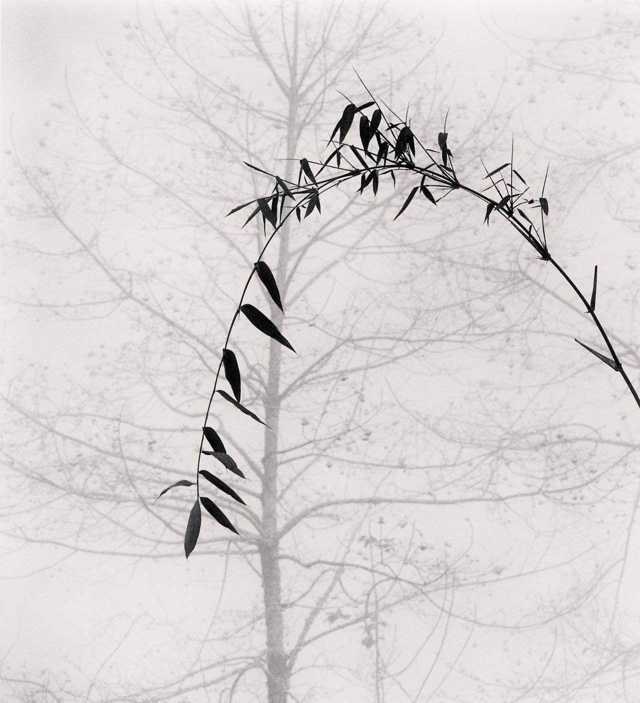 Michael Kenna Still-Life Photograph - Bamboo and Tree, Qingkou Village, Yunnan, China, 2013