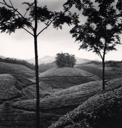 Tea Estates, Study 1, Munnar, India, 2008