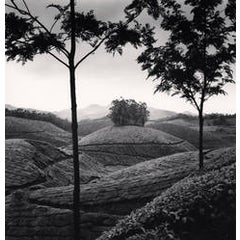 Tea Estates, Study 1, Munnar, India, 2008 1