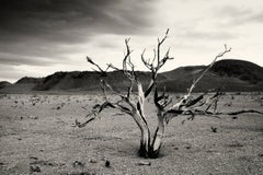 Bush brûlé, lac Mono, 2012