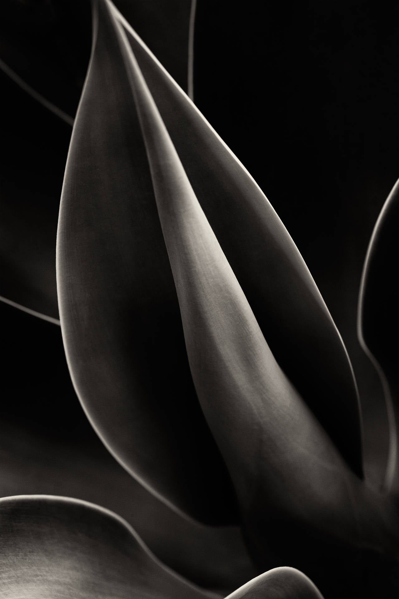 Cara Weston Still-Life Photograph - Plant Curves, Moorea