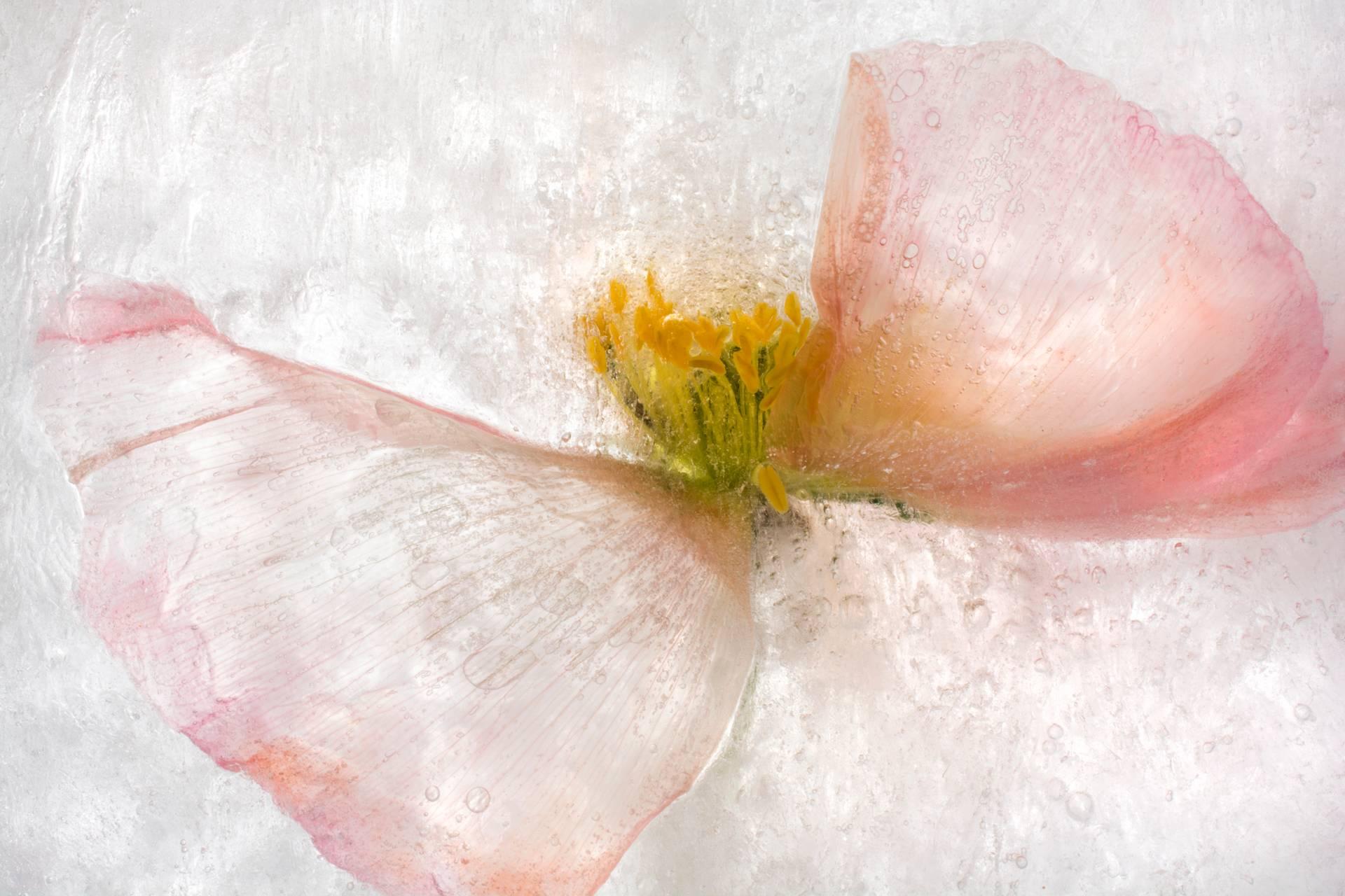 Ryuijie Still-Life Photograph - Color Ice Form 165