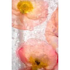 Color Ice Form 168 11