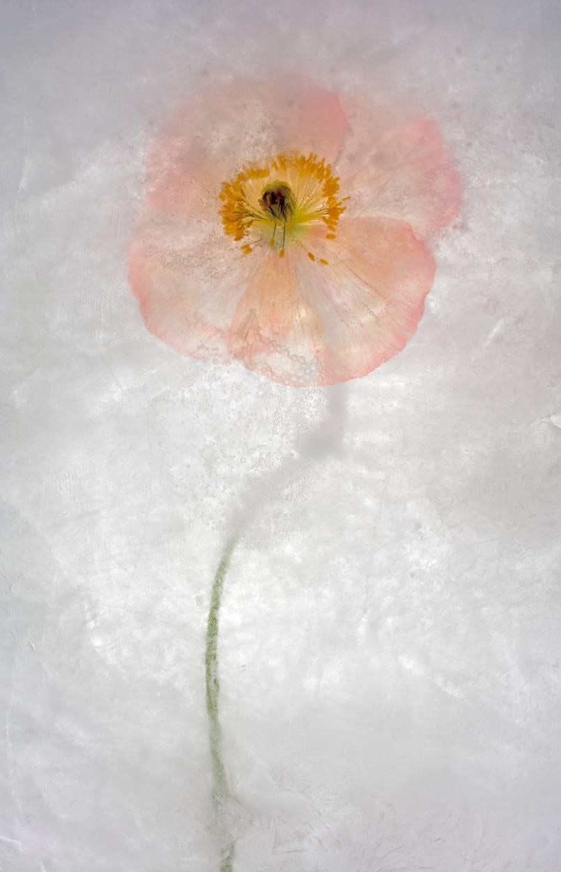 Ryuijie Still-Life Photograph - Color Ice Form 169