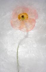 Color Ice Form 169 11