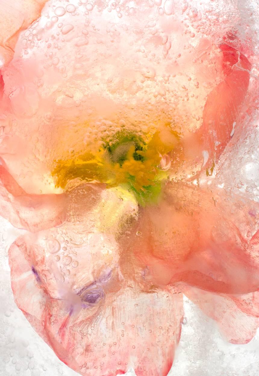 Ryuijie Still-Life Photograph - Color Ice Form 170