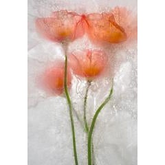 Color Ice Form 171 3