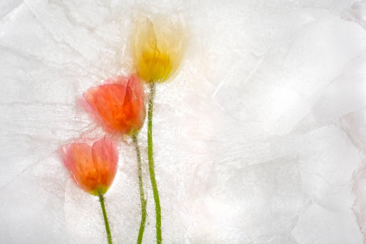 Ryuijie Still-Life Photograph - Color Ice Form 177