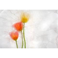 Color Ice Form 177 6