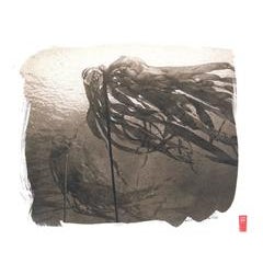 Kanchi "K-18" Bull Kelp 7