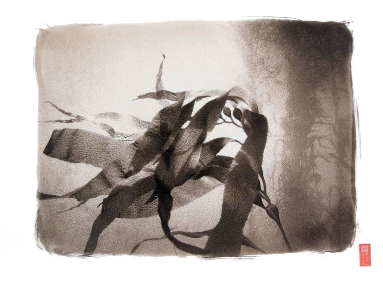 Ryuijie Black and White Photograph - Kanchi "K-50" Kelp II