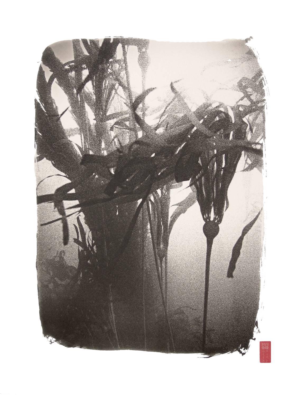 Ryuijie Black and White Photograph - K67 ~ Bull Kelp