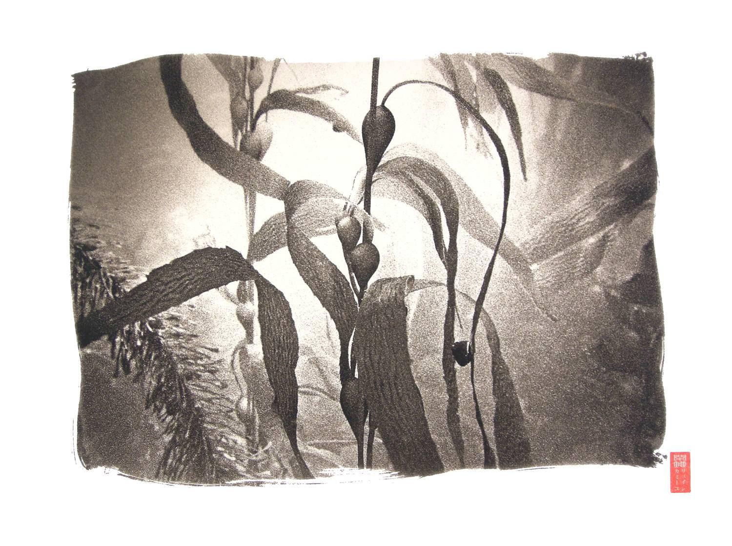 Ryuijie Black and White Photograph - K81 ~ Kelp and Snail