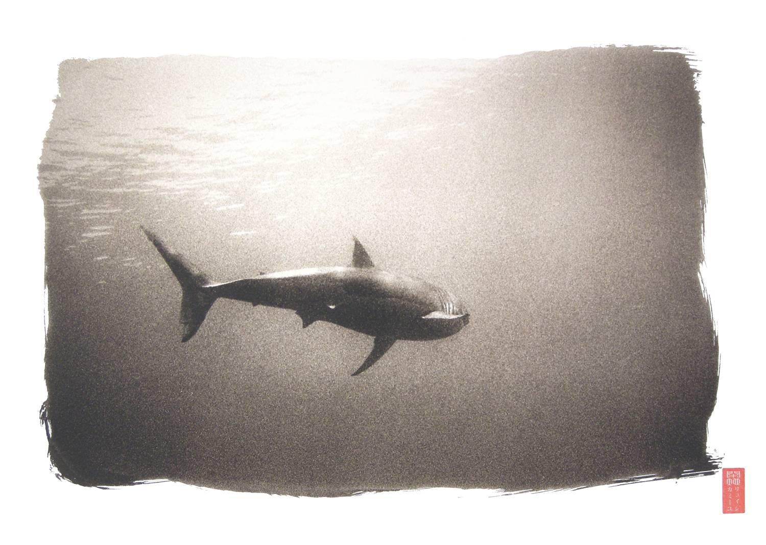 Ryuijie Black and White Photograph - K87 ~ White Shark
