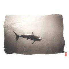 K87 ~ White Shark 9