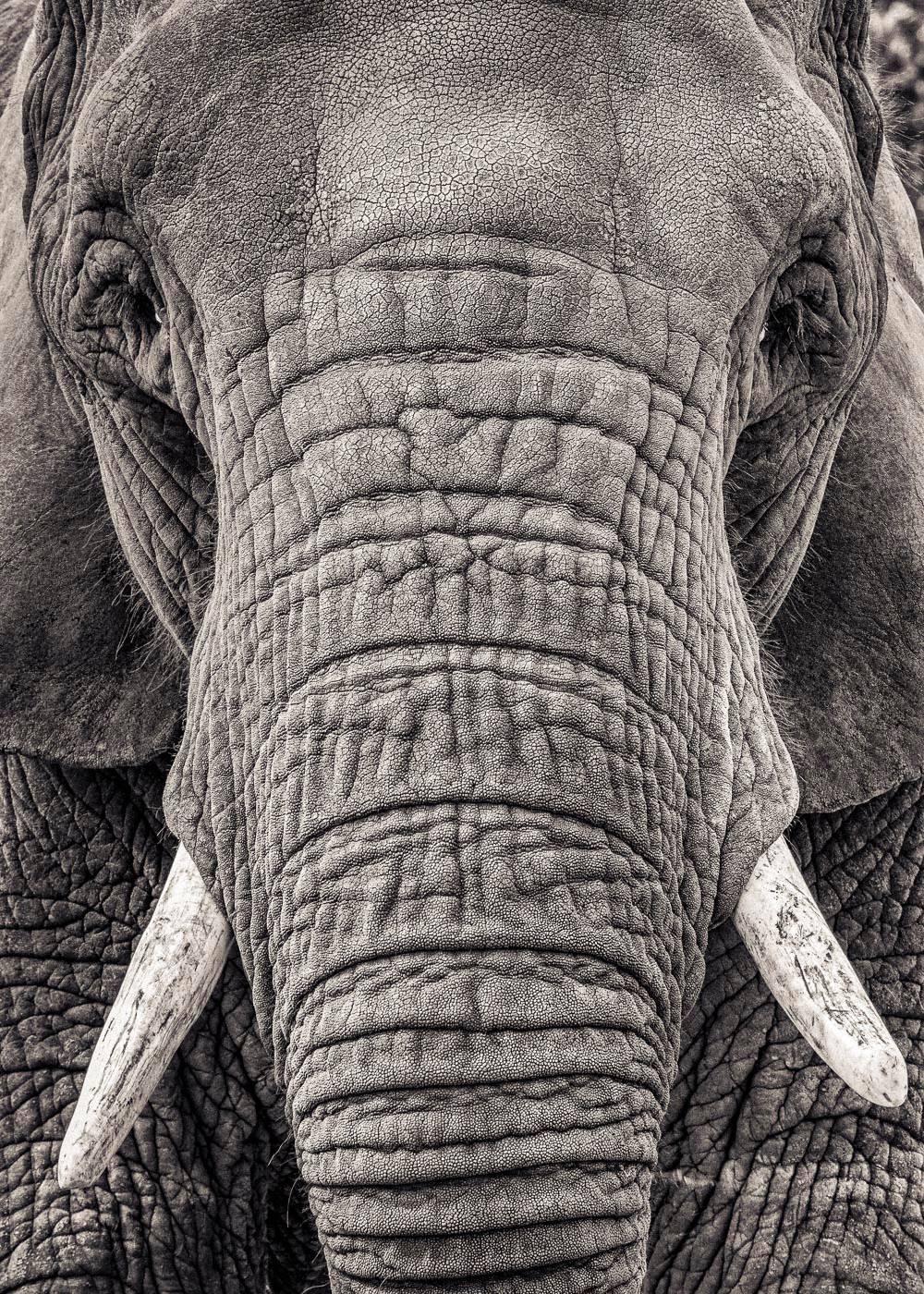 Paul Coghlin Black and White Photograph - Portrait of an Elephant III