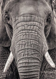 Portrt eines Elefanten III