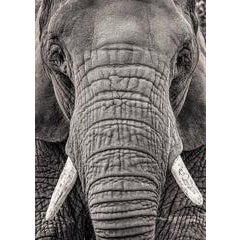 Portrait of an Elephant III 5