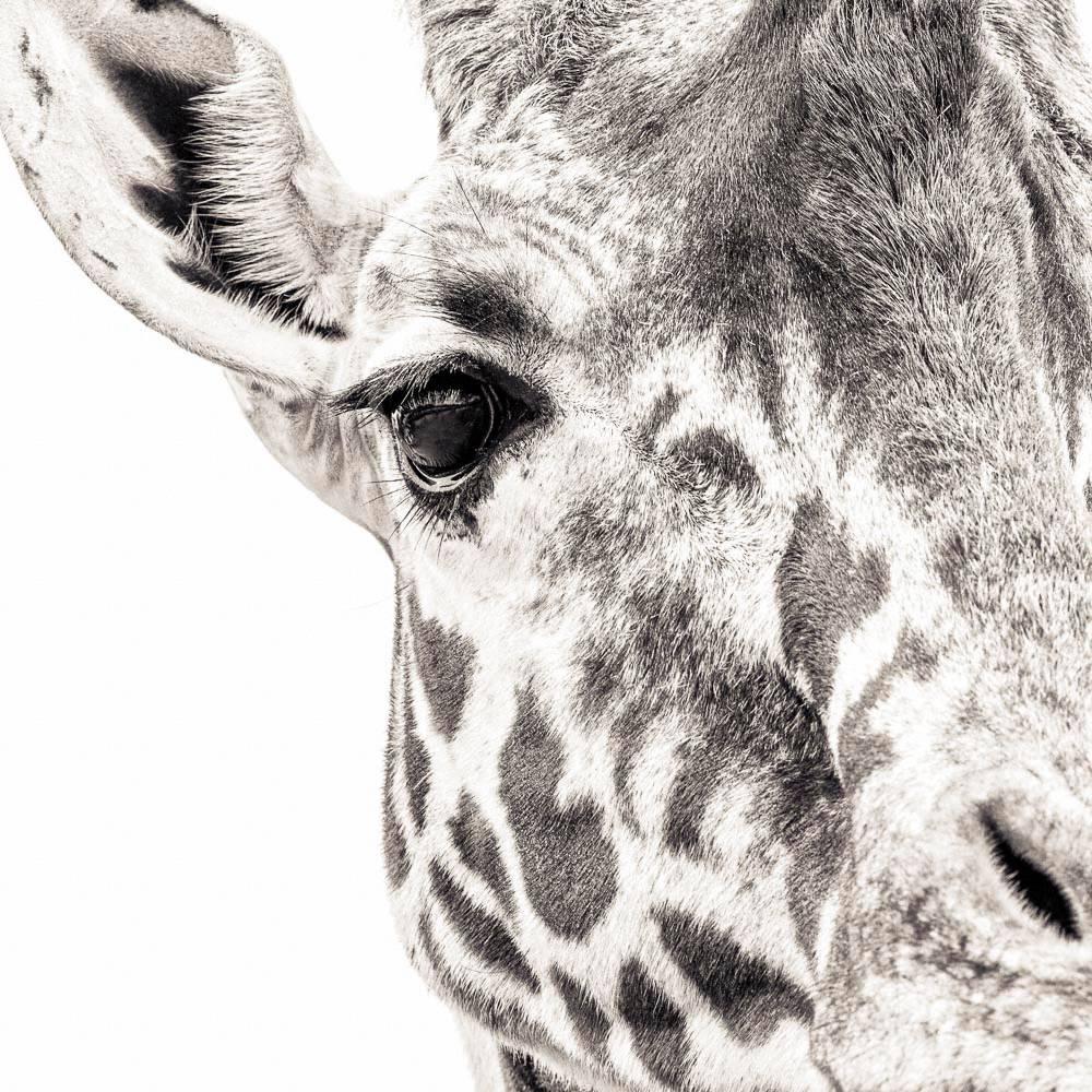 Paul Coghlin Black and White Photograph - Giraffe 7 ~ Eye to Eye