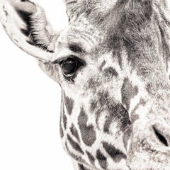 Giraffe 7 ~ D'un il  l'autre