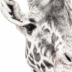Giraffe 7 ~ Eye to Eye 7