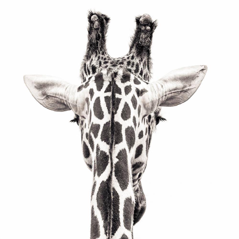Paul Coghlin Black and White Photograph - Giraffe 8