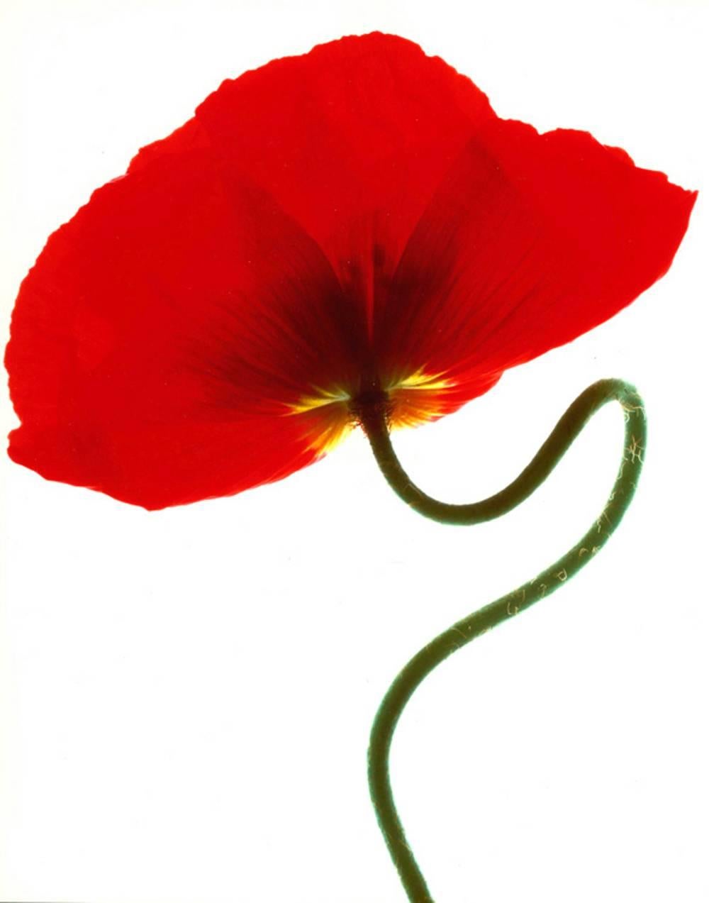 Color Photograph Carol Henry - Rouge islandais
